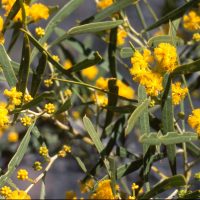 Acacia ligulata 16_Ian Anderson