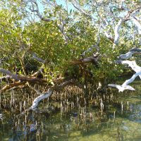 Big Lagoon mangroves 2