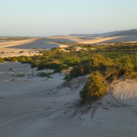 DHI Tetradon dunes 2
