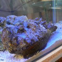 Stonefish photographed in an aquarium at Ocean Park.