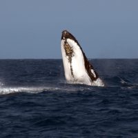 Moran Whaling About, August 2011, waters north of Cape Peron