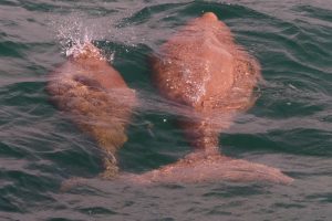Payne Dashing dugongs