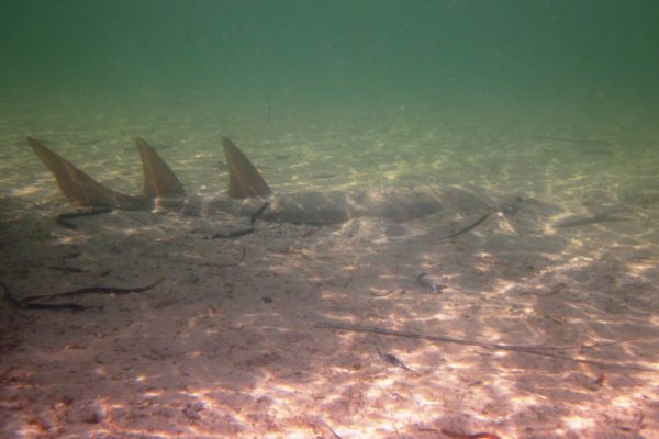 Shovel-nose rays are common in Shark Bay