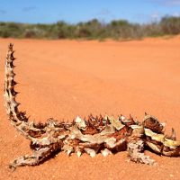 Thorny Devils are often encountered during summer