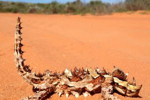 Thorny Devils are often encountered during summer