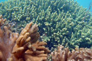 More than 80 coral species occur in Shark Bay