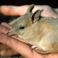 W Barred Bandicoot onits first day out of its mother's pouch (day 55 after conception).  Bred at Kanyana Rehabilitation Centre, Perth, WA