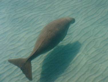 Shark Bay contains an estimated one eighth of the world’s dugong population.