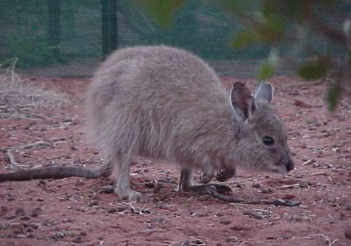 Rufous hare-wallaby translocations did not succeed on Peron Peninsula