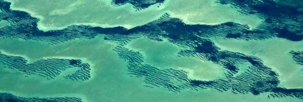 Seagrass meadows are striking to view from the air and are the foundation of Shark Bay's marine ecosystems