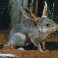 Project Eden successfully translocated bilbies to Peron Peninsula