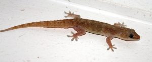 Asian house gecko