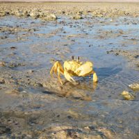 Ghost crab DHI