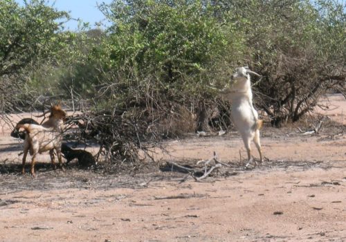 Goats have a major impact on vegetation and native species habitat