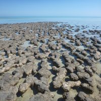 The world's most diverse and abundant examples of stromatolitic microbialites in one place