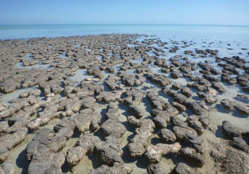 The world's most diverse and abundant examples of stromatolitic microbialites in one place