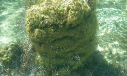 Stromatolite under water