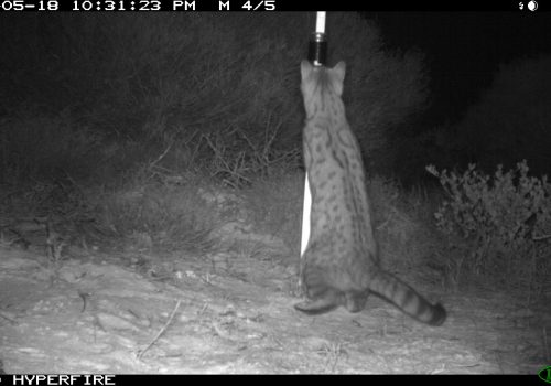 Cat caught on camera while investigating a scent lure at a camera trap