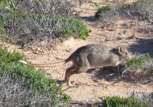 Bernier and Dorre islands may be the source of five species for Dirk Hartog Island, including the boodie (burrowing bettong)