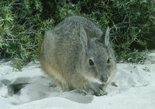 The survival of rufous hare-wallabies depends on establishing additional populations
