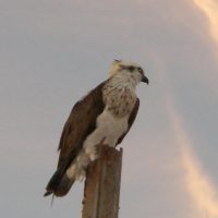 An osprey is often perched on the old pearling boat in front of Denham
