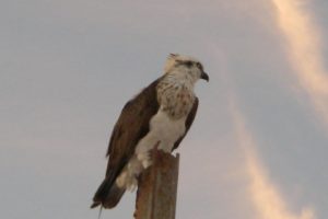 An osprey is often perched on the old pearling boat in front of Denham