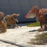 Weaving workshop creations installed in front of the Parks and Wildlife office in Denham.
From left to right - Shark Bay mouse, western barred bandicoot and dibbler