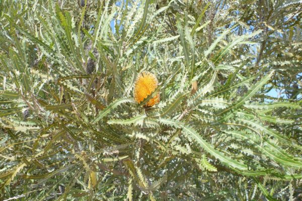 Plants that have exceptionally large specimens at the northern limit of their range include Banksia ashbyi