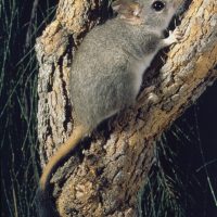 Red-tailed Phascogale WELLS