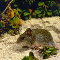 Shark Bay mouse