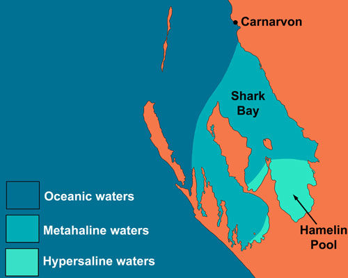 Salinity of Shark Bay