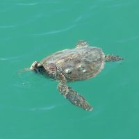 Unknown - green sea turtle