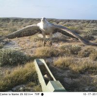 White bellied sea eagle in front of an automated camera on Dirk Hartog Island.
