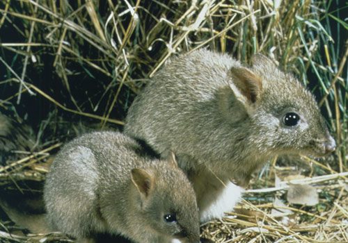 Woylie (brush-tailed bettong) translocation did not succeed on Peron Peninsula