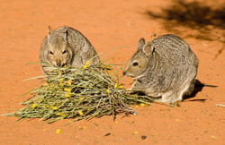 Reintroduction of banded hare-wallabies did not succeed on Peron Peninsula.