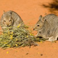 Banded hare-wallabies