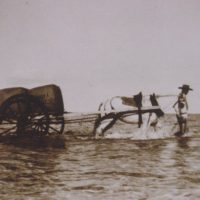 Carting wool to a vessel close to shore