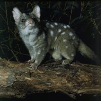 The chuditch (western quoll) is a predator and will be the last species reintroduced to Dirk Hartog Island