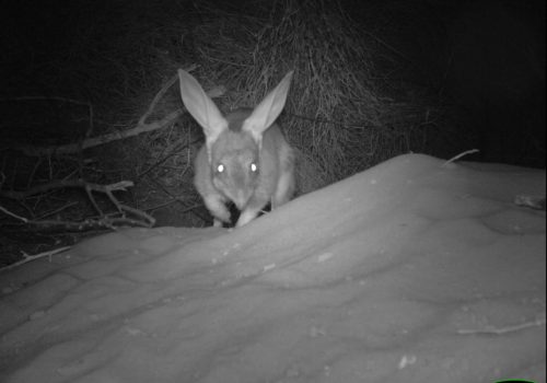 Automated camera monitoring suggests bilbies are doing well on Peron Peninsula