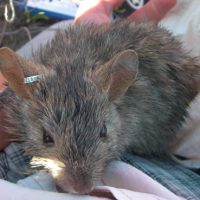 The primary purpose of translocating greater stick-nest rats to the island is fauna reconstruction