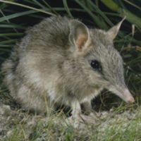Dorre Island is quarantined to protect the western barred bandicoot