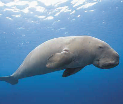 dugongs