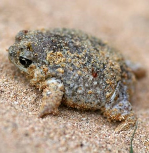 Sandhill Frog - Shark Bay