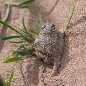 Sandhill Frog - Shark Bay