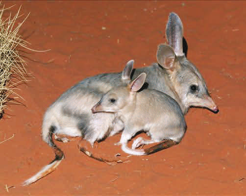 Bilby - SherifOhran