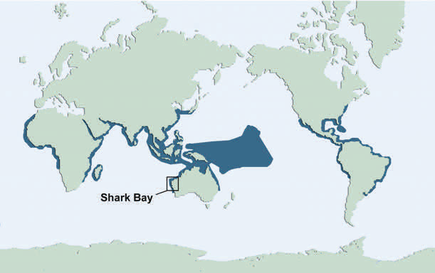 Tiger Shark - Shark Bay