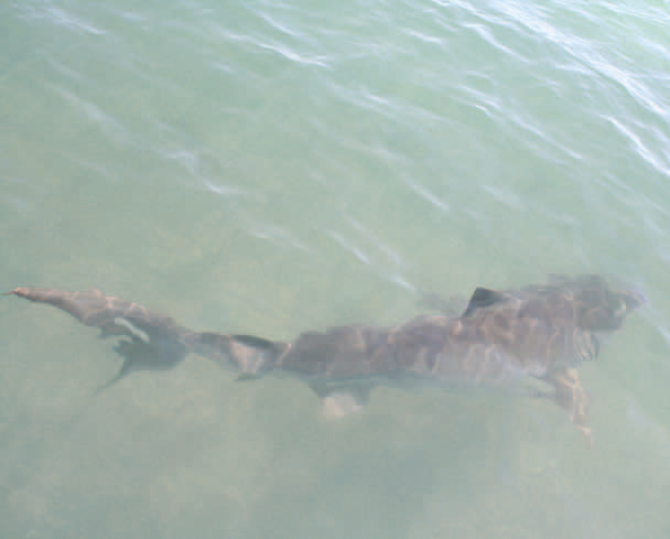 Tiger Shark - Shark Bay