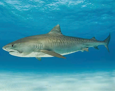 Tiger Shark - Shark Bay
