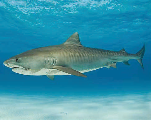 How Tiger Sharks Work