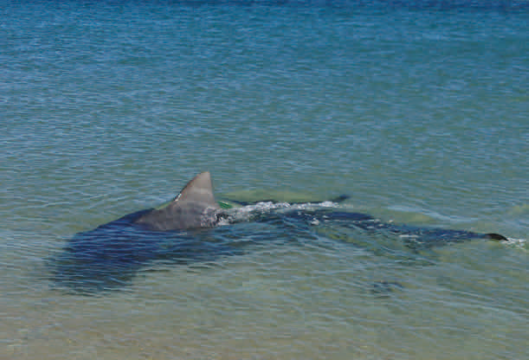 Tiger Shark - Shark Bay